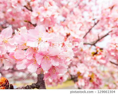 The arrival of spring: Kawazu cherry blossoms in full bloom 129661304