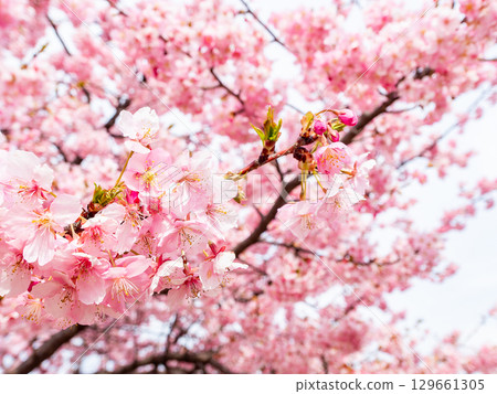 The arrival of spring: Kawazu cherry blossoms in full bloom The arrival of spring: Kawazu cherry blossoms in full bloom 129661305