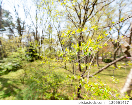 Spring in the woods: Beautiful young leaves bathed in the spring sunshine Spring in the woods: Beautiful young leaves bathed in the spring sunshine 129661417
