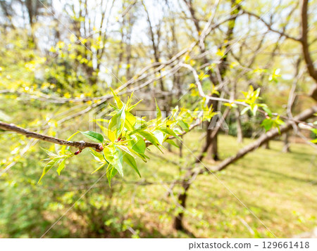 Spring in the woods: Beautiful young leaves bathed in the spring sunshine Spring in the woods: Beautiful young leaves bathed in the spring sunshine 129661418