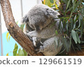 Koala sleeping on a tree 129661519