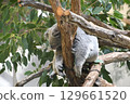 Koala sleeping on a tree 129661520