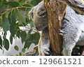 Koala sleeping on a tree 129661521