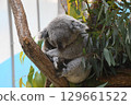 Koala sleeping on a tree 129661522