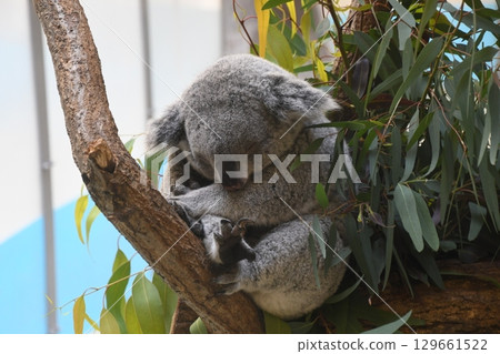 Koala sleeping on a tree 129661522