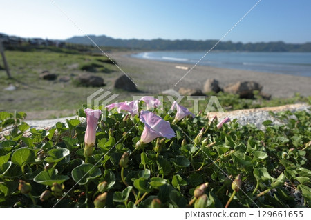 Hamahirugao blooming on the coast 129661655