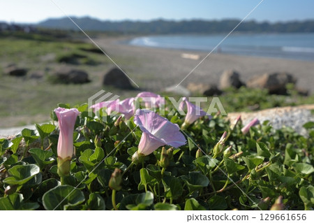 Hamahirugao blooming on the coast Hamahirugao blooming on the coast 129661656