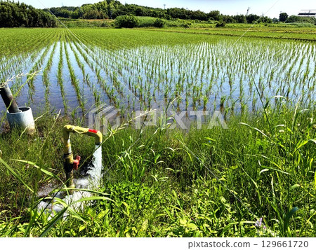 Rice planting season (Joso City, Ibaraki Prefecture) Rice planting season (Joso City, Ibaraki Prefecture) 129661720