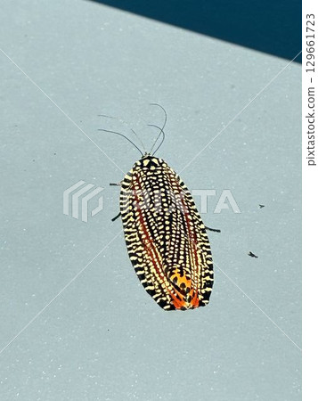 Velvet moth (Velvet moth) 129661723