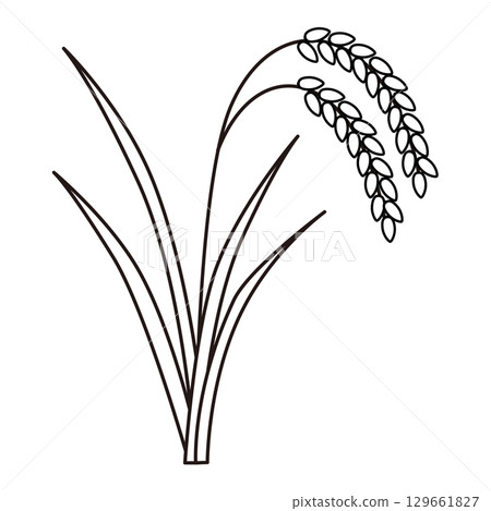 Monochrome illustration of rice ears 129661827