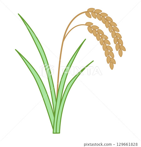 Rice ear illustration color Rice ear illustration color 129661828