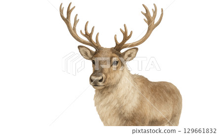 Watercolor illustration of a Hokkaido deer 129661832