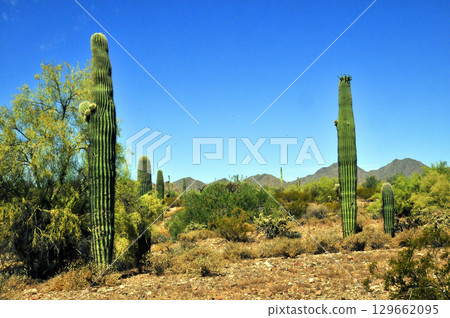 Summer San Tan Mountains Sonoran Desert Arizona Summer San Tan Mountains Sonoran Desert Arizona 129662095