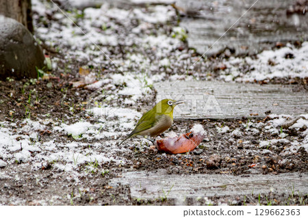 A Japanese white-eye pecking at persimmons in the snow A Japanese white-eye pecking at persimmons in the snow 129662363