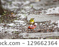 一隻繡眼鳥在雪地裡啄食柿子 129662364