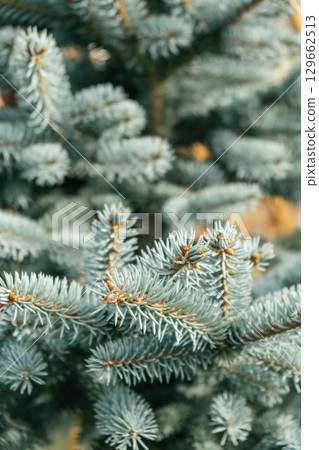 natural background fluffy blue spruce branches. christmas tree in nature. vertical. selective focus. 129662513