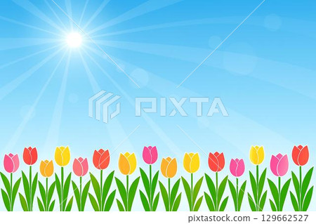 鬱金香藍天 129662527