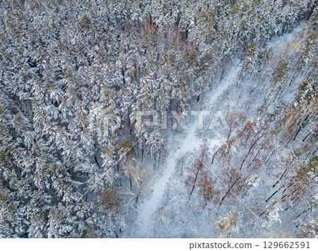 Aerial view of the road in the winter forest with high pine or spruce trees covered by snow. Driving in winter. 129662591