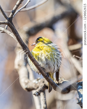 Eurasian siskin male, latin name spinus spinus, sitting on branch of tree. Cute little yellow songbird. 129662615