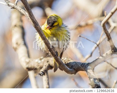 Eurasian siskin male, latin name spinus spinus, sitting on branch of tree. Cute little yellow songbird. 129662616