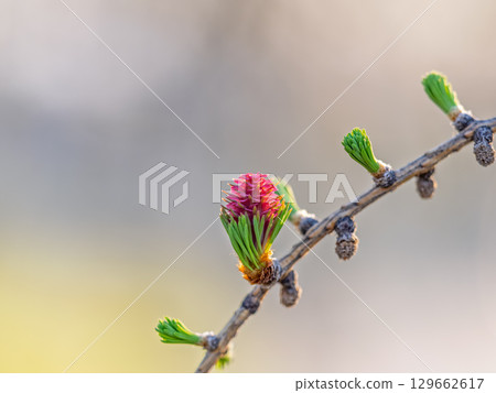 Larch tree fresh pink cones blossom at spring on nature background Larch tree fresh pink cones blossom at spring on nature background 129662617