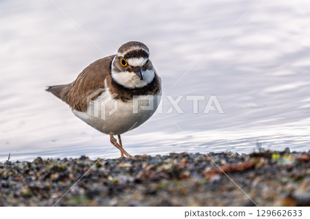 Little ringed plover (Charadrius dubius), bird standing on the lake shore 129662633