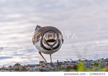 Little ringed plover (Charadrius dubius), bird standing on the lake shore Little ringed plover (Charadrius dubius), bird standing on the lake shore 129662635