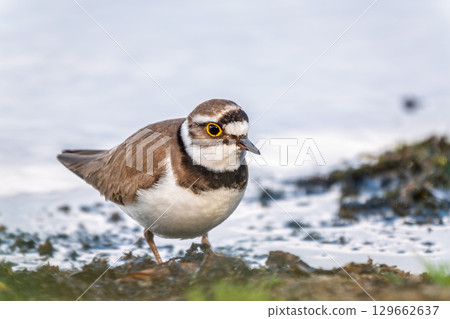 Little ringed plover (Charadrius dubius), bird standing on the lake shore Little ringed plover (Charadrius dubius), bird standing on the lake shore 129662637