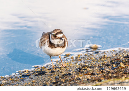 Little ringed plover (Charadrius dubius), bird standing on the lake shore Little ringed plover (Charadrius dubius), bird standing on the lake shore 129662639