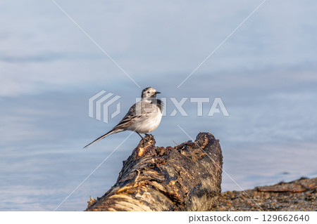 Wagtail sits on the ground with a beautiful blurred background. Wagtail sits on the ground with a beautiful blurred background. 129662640