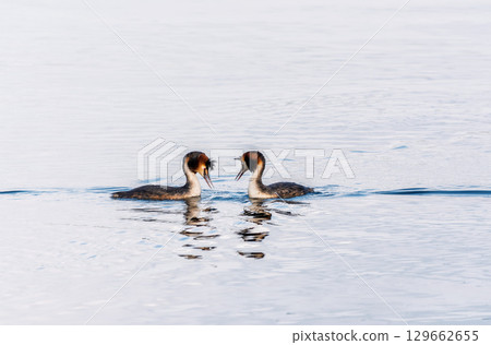 Mating games of two water birds Great Crested Grebes. Two waterfowl birds Great Crested Grebes swim in the lake with heart shaped silhouette 129662655