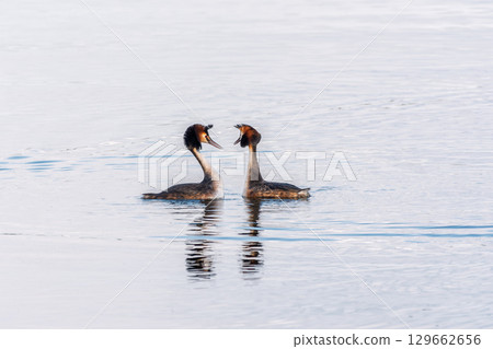 Mating games of two water birds Great Crested Grebes. Two waterfowl birds Great Crested Grebes swim in the lake with heart shaped silhouette Mating games of two water birds Great Crested Grebes. Two waterfowl birds Great Crested Grebes swim in the lake with heart shaped silhouette 129662656