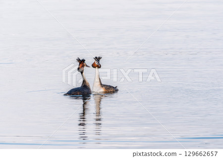 Mating games of two water birds Great Crested Grebes. Two waterfowl birds Great Crested Grebes swim in the lake with heart shaped silhouette 129662657
