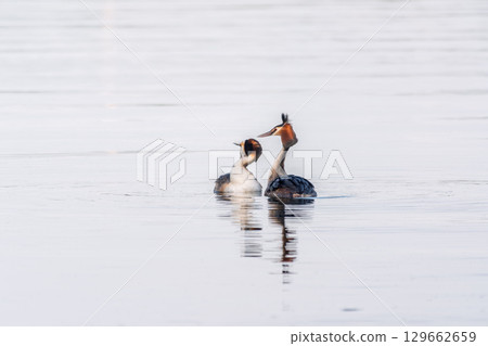 Mating games of two water birds Great Crested Grebes. Two waterfowl birds Great Crested Grebes swim in the lake with heart shaped silhouette Mating games of two water birds Great Crested Grebes. Two waterfowl birds Great Crested Grebes swim in the lake with heart shaped silhouette 129662659