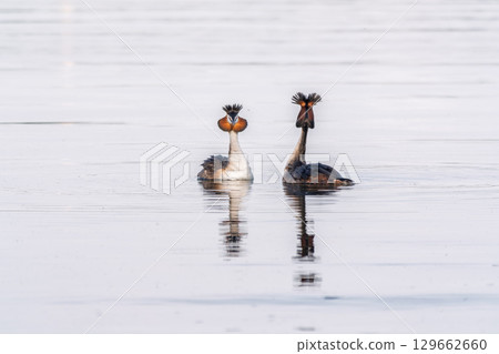 Mating games of two water birds Great Crested Grebes. Two waterfowl birds Great Crested Grebes swim in the lake with heart shaped silhouette Mating games of two water birds Great Crested Grebes. Two waterfowl birds Great Crested Grebes swim in the lake with heart shaped silhouette 129662660