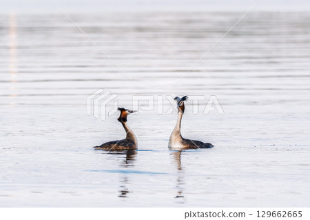 Mating games of two water birds Great Crested Grebes. Two waterfowl birds Great Crested Grebes swim in the lake with heart shaped silhouette Mating games of two water birds Great Crested Grebes. Two waterfowl birds Great Crested Grebes swim in the lake with heart shaped silhouette 129662665