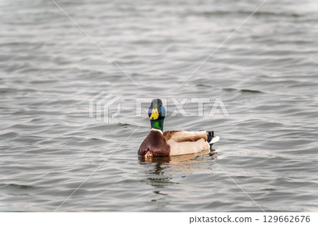 Duck swims in the pond. 129662676