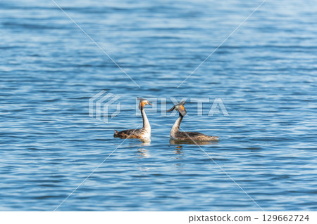 Mating games of two water birds Great Crested Grebes. Two waterfowl birds Great Crested Grebes swim in the lake with heart shaped silhouette 129662724
