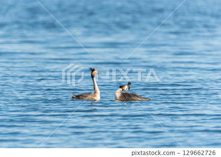 Mating games of two water birds Great Crested Grebes. Two waterfowl birds Great Crested Grebes swim in the lake with heart shaped silhouette 129662726