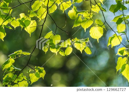 Nature of green leaf in garden at summer. Natural green leaves plants using as spring background cover page environment ecology Nature of green leaf in garden at summer. Natural green leaves plants using as spring background cover page environment ecology 129662727