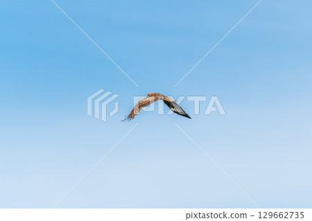 The bird of prey Black Kite flying in blue Sky 129662735