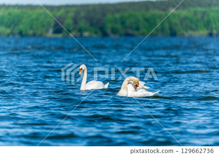 Two Graceful white Swans swimming in the lake, swans in the wild 129662736