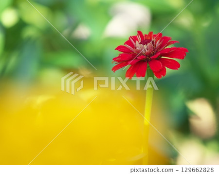 花壇裡盛開的紅色百日菊 129662828