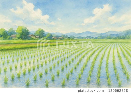 Rice field, immediately after planting, rice planting, May, June 129662858