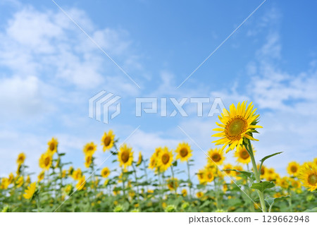 Sunflowers blooming towards the blue sky 129662948