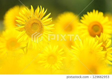 健康的向日葵 健康的向日葵 129662953