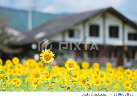 老民居和向日葵 129662955