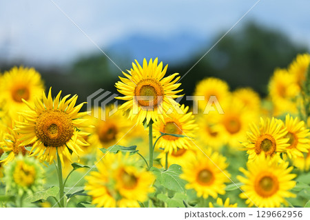 開花在向日葵領域的一朵大向日葵 開花在向日葵領域的一朵大向日葵 129662956