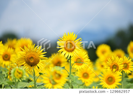 Sunflower blooming towards the sun Sunflower blooming towards the sun 129662957