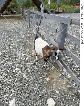 Goat scratching its head against a wooden fence in a sunny farmyard, embracing the warmth of the day while displaying its playful and curious nature in the rural countryside Goat scratching its head against a wooden fence in a sunny farmyard, embracing the warmth of the day while displaying its playful and curious nature in the rural countryside 129663024
